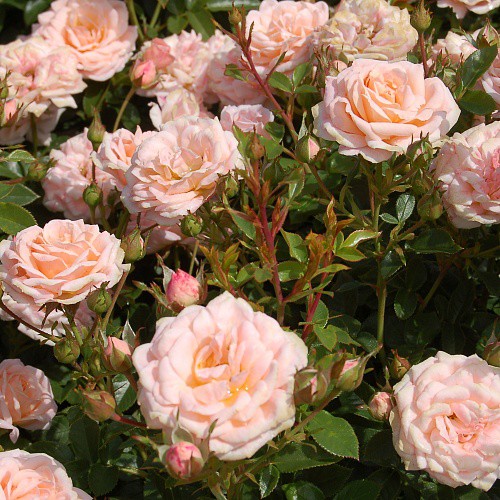 Rosa miniature Peach Clementine.jpg