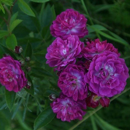 Rosa climbing Perennial Blue.jpg