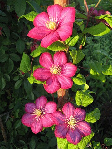 Clematis hybriden Nocturne    2 () 2 ltr € 6,04 453,21..jpg