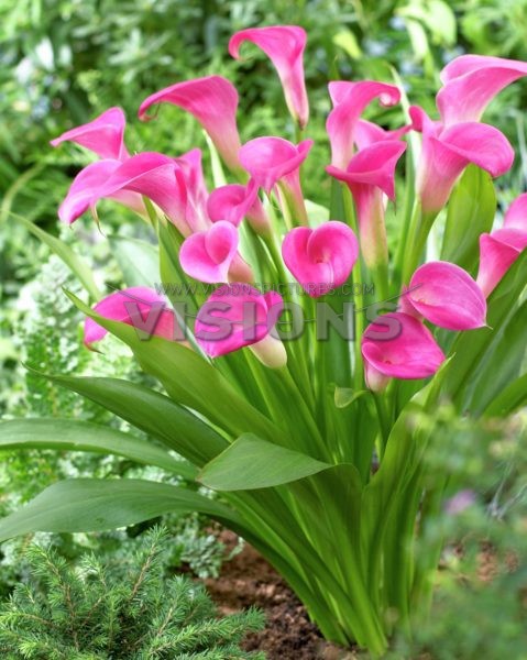 Calla Garnet GlowКалла Гарнет Глоу€ 1,32 96,36 ₽.jpg