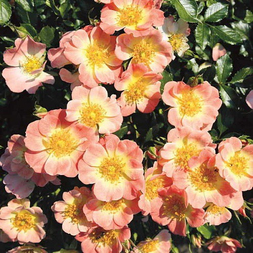 Rosa patio Bienenweide Apricot.jpg