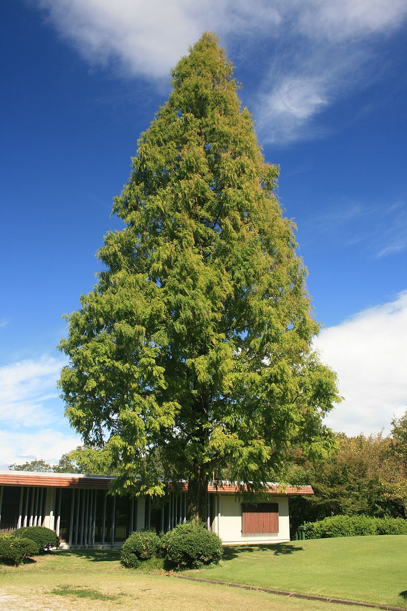 128,9.  Metasequoia glyptostroboides_P9 30-40.jpg