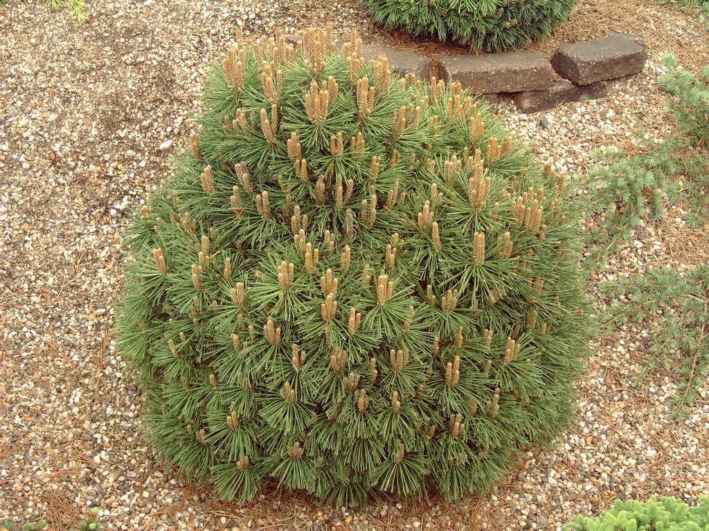 403,5.  Pinus uncinata Hnizdo ( 1,5)