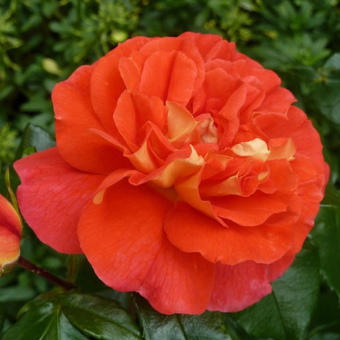 Rosa floribunda Gebrüder Grimm.jpg