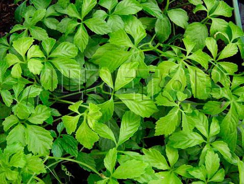 Gynostemma pentaphyllum   2 ltr € 4,92 368,83..jpg