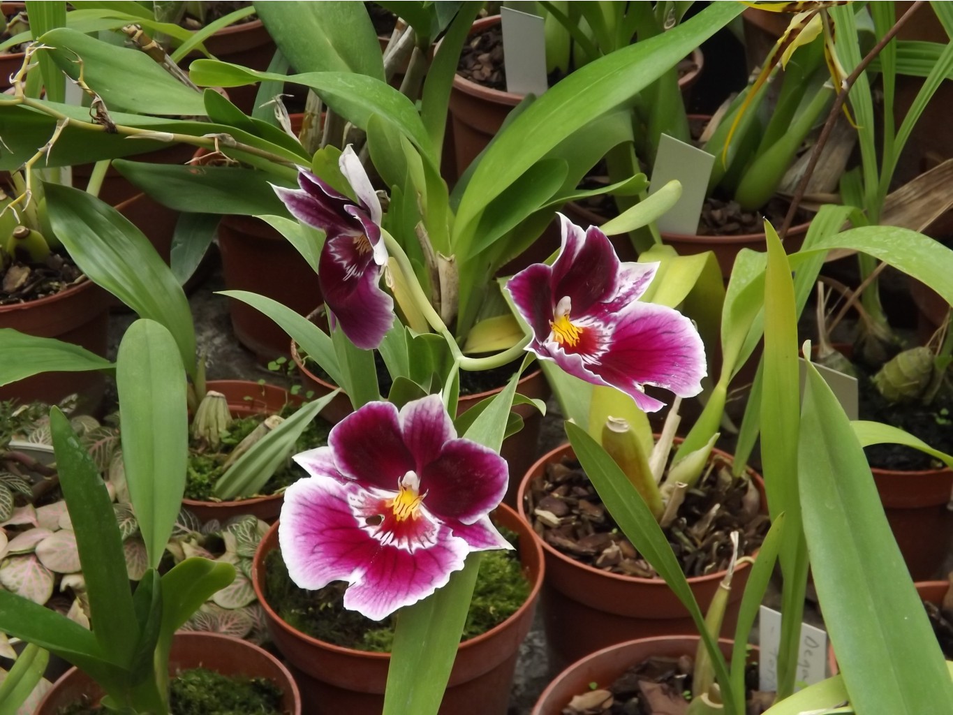 DSCF8136.JPG
