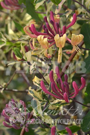 Lonicera periclymenum Harlequin    2 ltr € 6,66 499,33..jpg