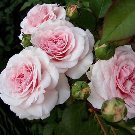 Rosa floribunda Mariatheresia.jpg