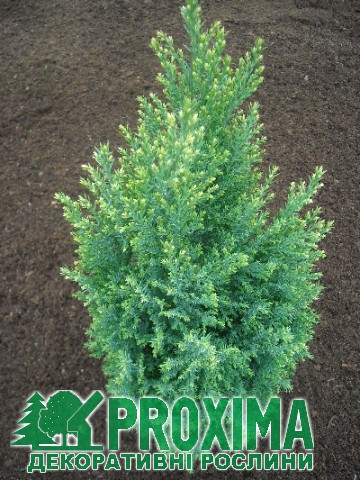 83,5.  Chamaecyparis lawsoniana Snow White_P9 20-25.jpg