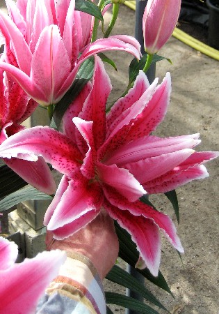 57,68.  ROSELILY (   5 .,   1.).jpg