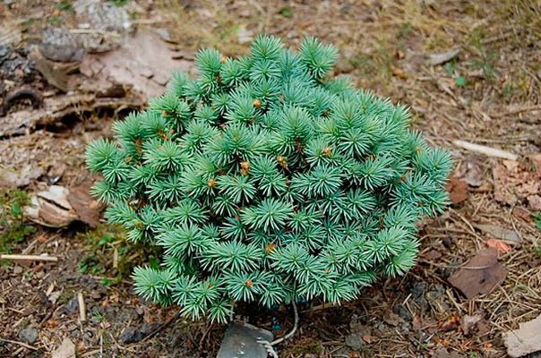 165,9.  Picea pungens Sonia_P10.5.jpg