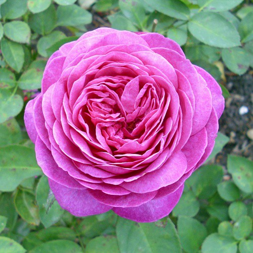 Rosa miniature Heidi Klum Rose.jpg