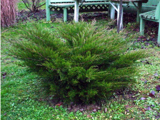 92.  Juniperus media Mint Julep.jpg