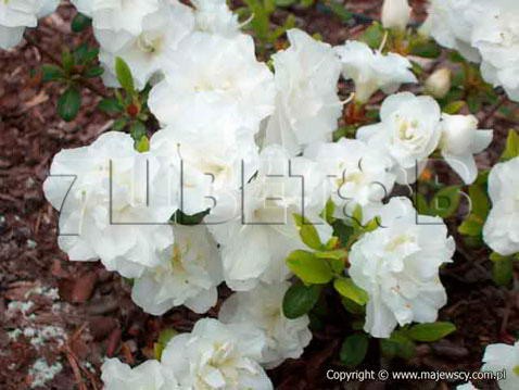 Azalea japonica Оbtusum Азалия японская Обтусум -22°C 1 ltr 8-12 € 4,14 310,49р..jpg