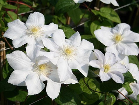 Clematis hybriden Wanda Rutkiewicz     3 () 2 ltr € 6,04 453,21..jpg