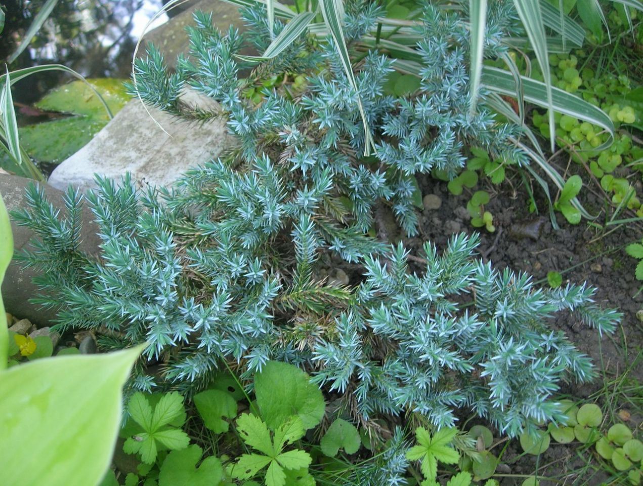 86,7.  Juniperus squamata Blue Star.jpg