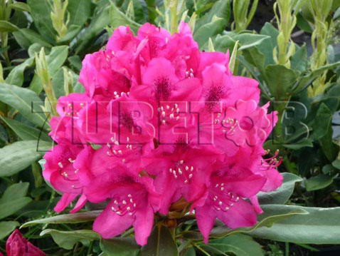 Rhododendron hybrida Nova Zembla     -28C 90 ltr 90-110 € 565,57 42 417,44..jpg