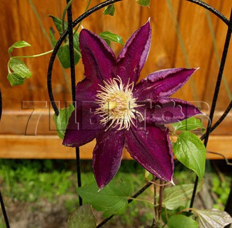 Clematis hybriden Mazowsze    3 () 2 ltr € 6,04 453,21..jpg