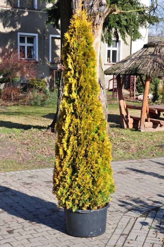 150.  Thuja occidentalis Yantar_P10.5.jpg