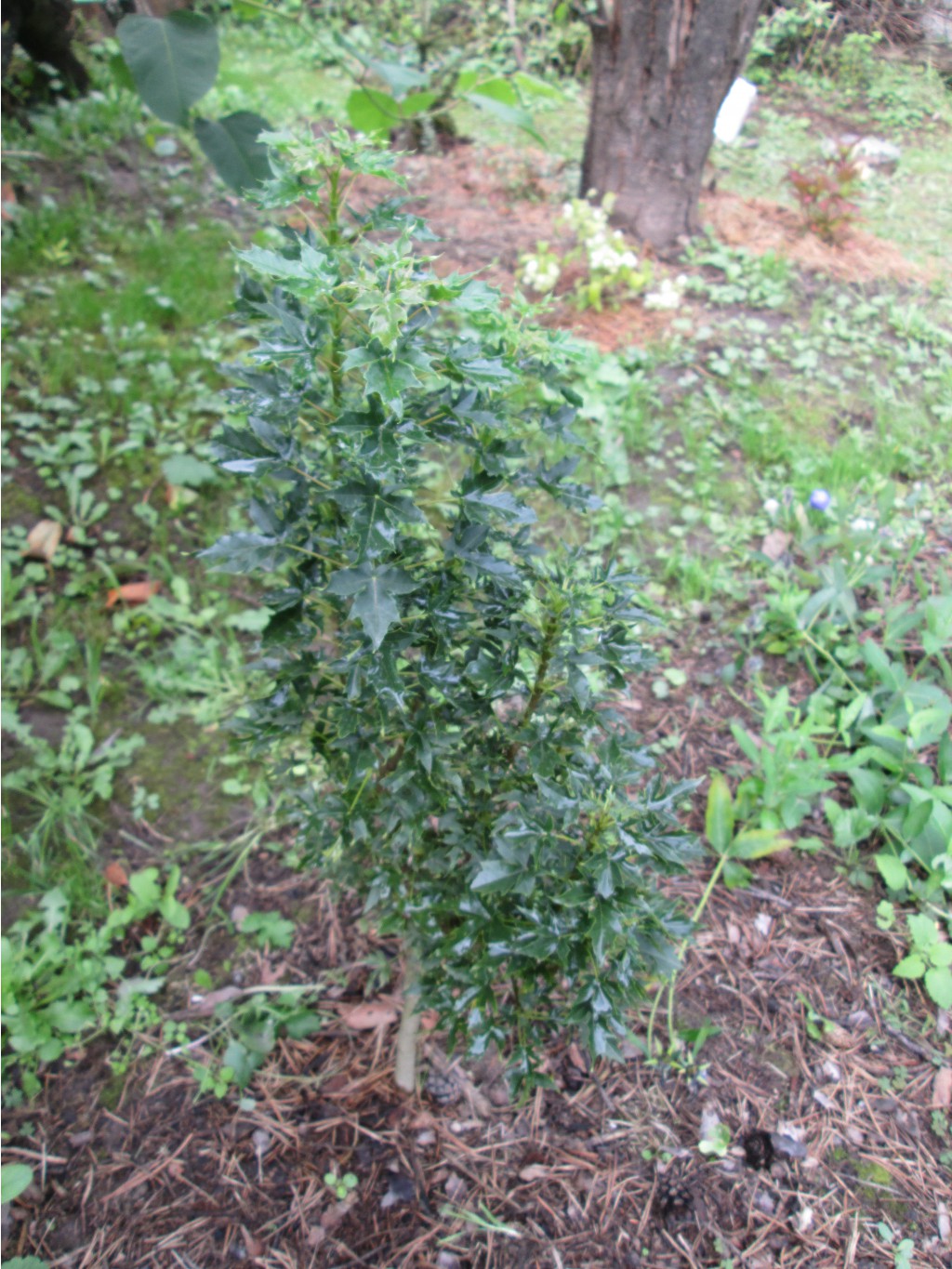 IMG 4617.JPG