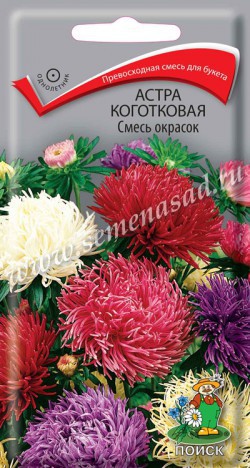 Астра коготковая Смесь окрасок.jpg