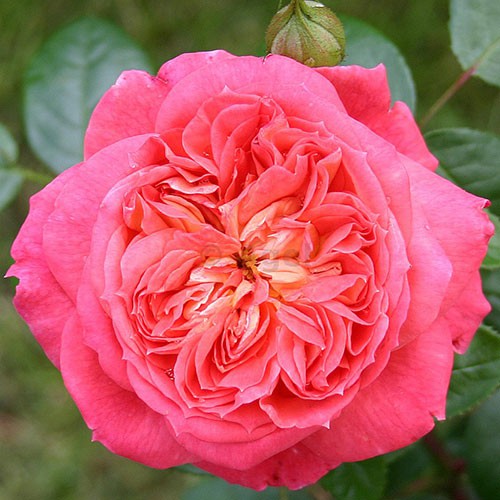 Rosa floribunda Queen Of Hearts.jpg