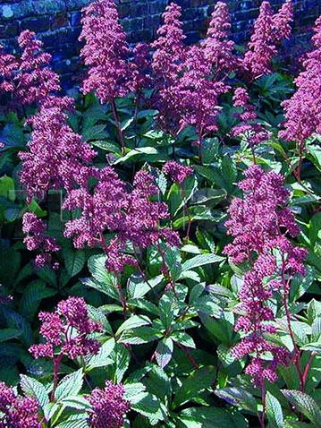 Rodgersia pinnata Superba    € 1,44 105,12..jpg