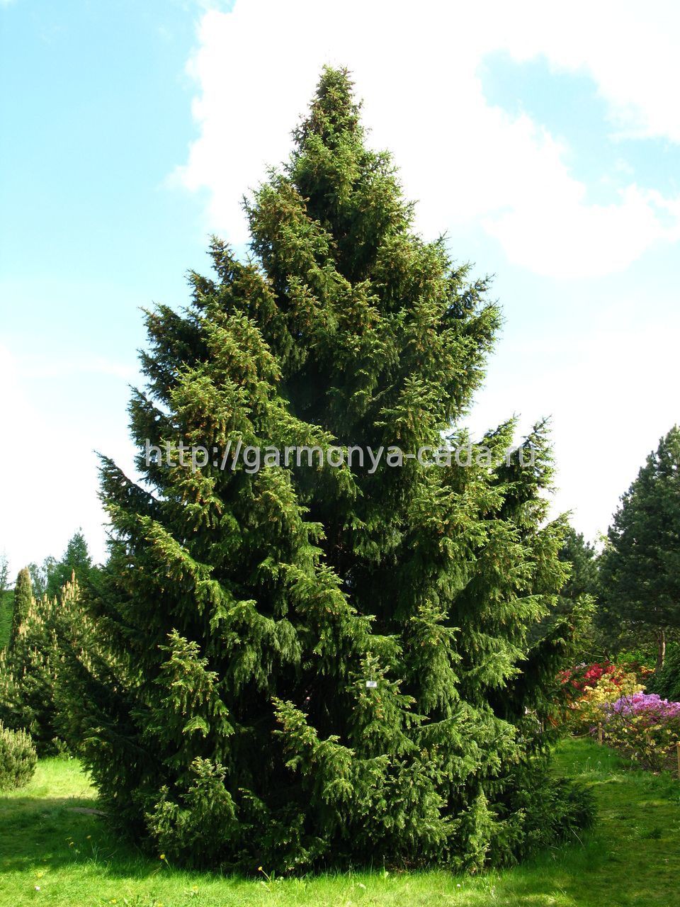 88,8.  Picea omorika_P9 20-25.jpg