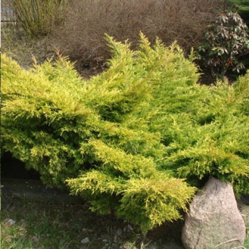 92.  Juniperus media Old Gold.jpg