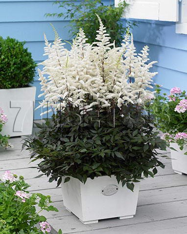 Astilbe Cappuccino € 1,13 82,49 ₽.jpg