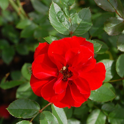 Rosa miniature Orange Babyflor.jpg