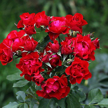 Rosa floribunda Black Forest Rose.jpg