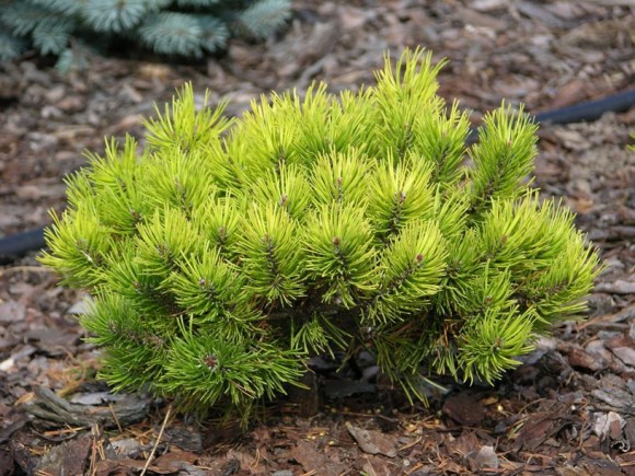 403,5.  Pinus mugo Ophir