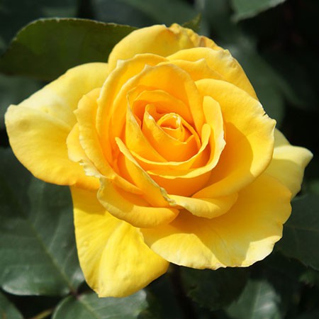 Rosa floribunda Inka.jpg