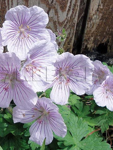 Geranium himalayense Derrick Cook     € 1,09 79,57..jpg