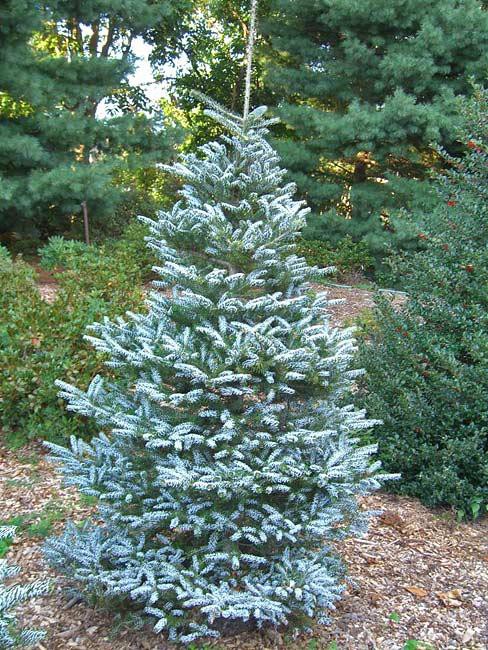 366,5.  Abies koreana Silberlocke_P9 10-15 CM.jpg