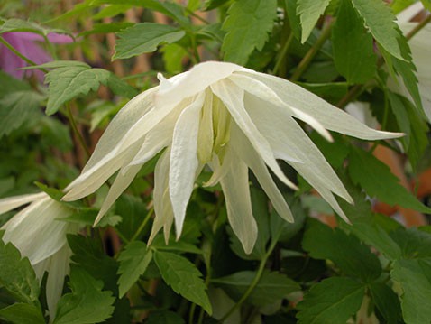 Clematis alpina White Swan     1 ( ) 2 ltr € 6,04 453,21..jpg