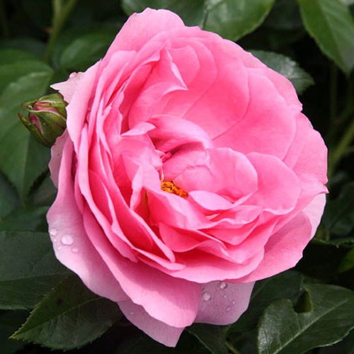 Rosa floribunda Rosenfee.jpg