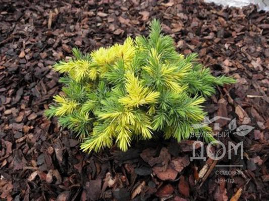 107,8.  Juniperus conferta Golden Wings.jpg