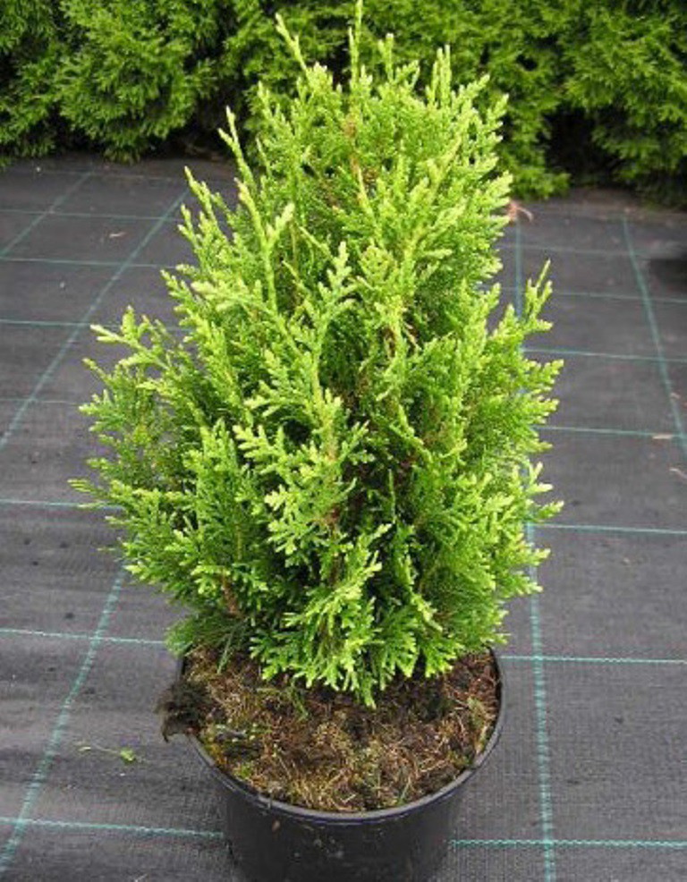  Thuja occidentalis Little Boy-139,50.jpg