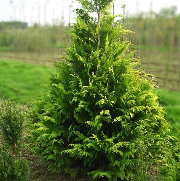 84,6.  Chamaecyparis lawsoniana Golden Wonder_P9 20-25.jpg