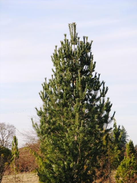 424,6.  Pinus flexilis Vanderwolf's Pyramid ( 1,5)