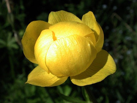 Trollius europaeus Superbus    € 0,94 68,62..jpg