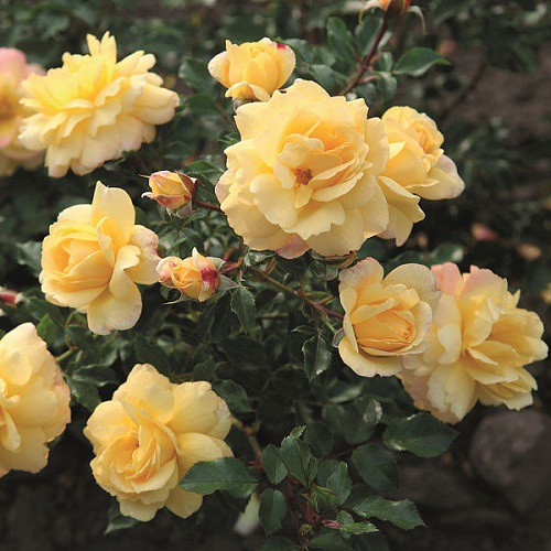 Rosa miniature Candela.jpg