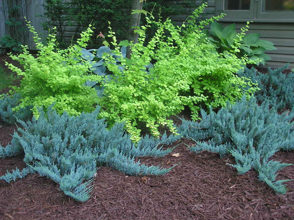 86,7.  Juniperus horizontalis Blue Chip_P9 15-20.jpg