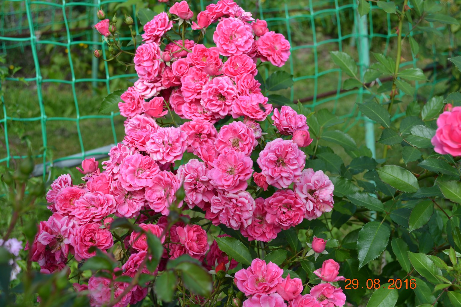 DSC 0771.JPG