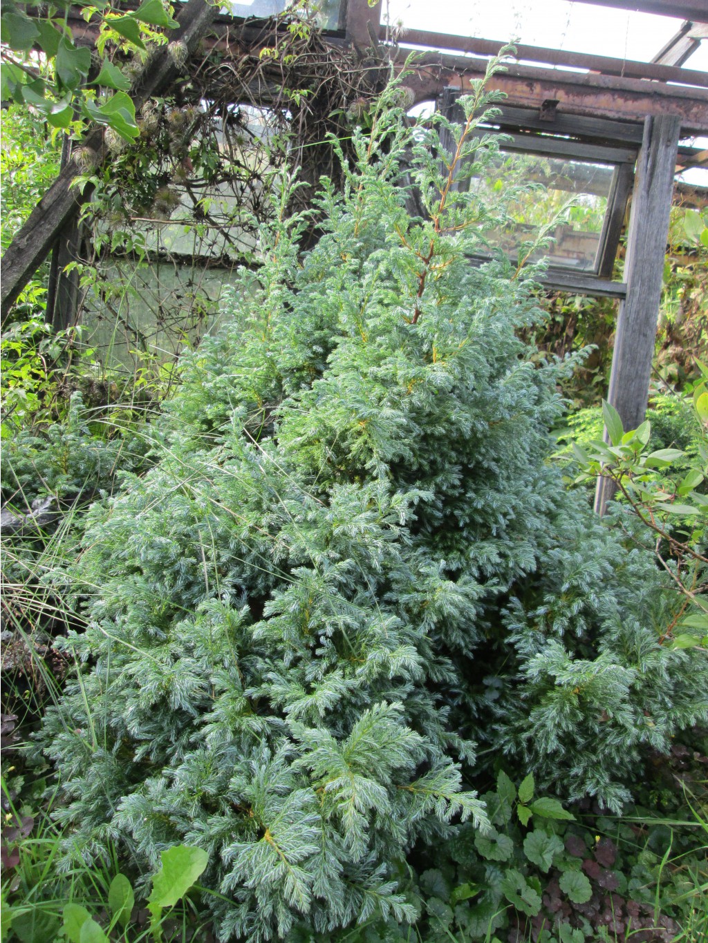 IMG 4584.JPG