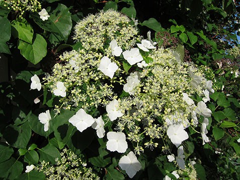 Hydrangea anomala Petiolaris    2 ltr € 5,52 413,83..jpg