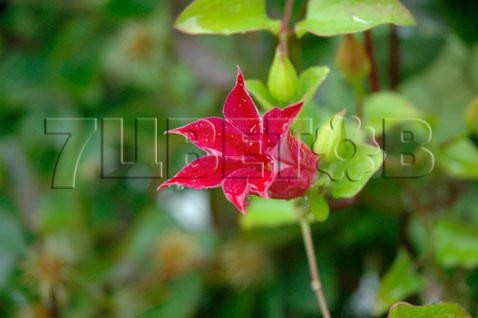 Clematis tangutica Sir Trevor Lawrence      3 () 2 ltr € 6,57 492,58..jpg