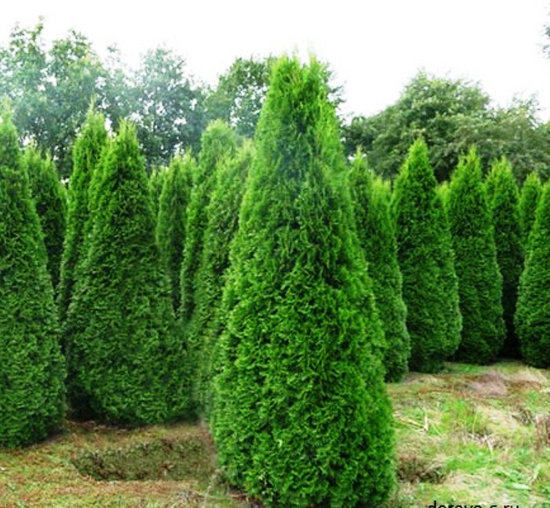  Thuja occ. Smaragd P19/C3 (80-100 CM)-6,76